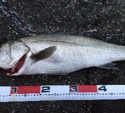 鉄板バイブでスズキ68cm