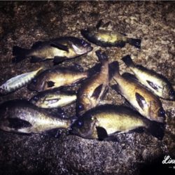 爆風メバリング