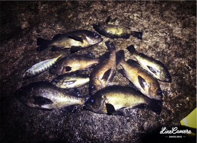 爆風メバリング