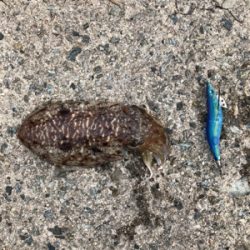 昼からのエギング！