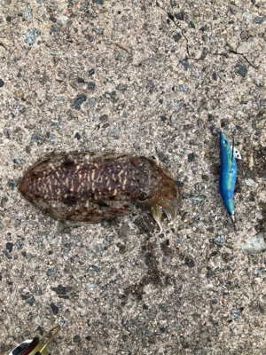 昼からのエギング！