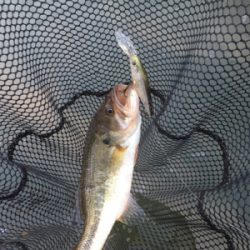 色々なルアーで