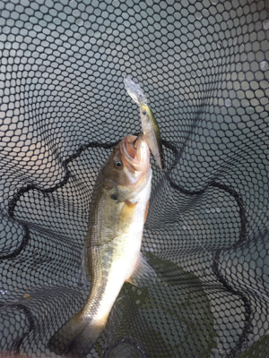 色々なルアーで