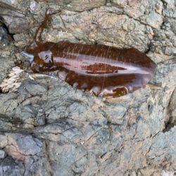 日本海の荒波を乗り越えて