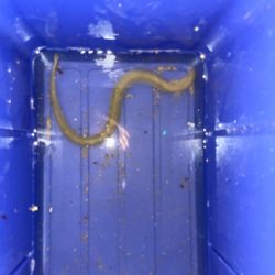 ちょっと早めのウサギ釣り