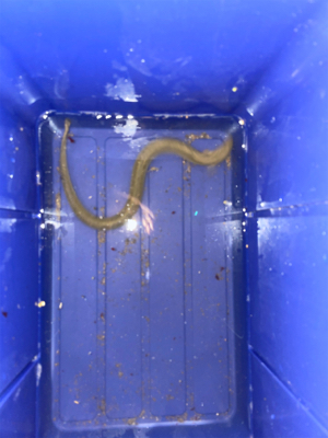 ちょっと早めのウサギ釣り