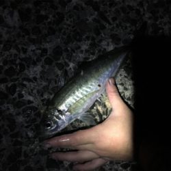 ボラの泳がせでアオリイカ！