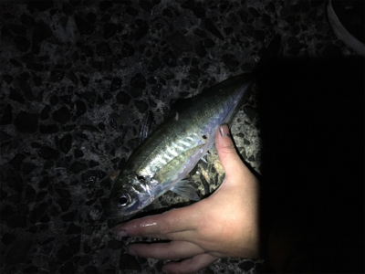 ボラの泳がせでアオリイカ！