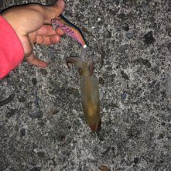 イカ釣り