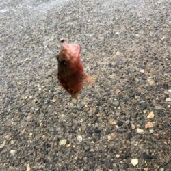 春イカシーズン到来