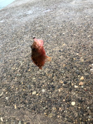 春イカシーズン到来