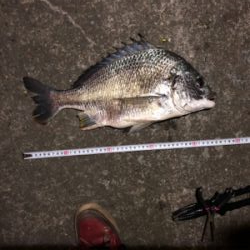 チヌ、キビレ、ハネ、ソイ