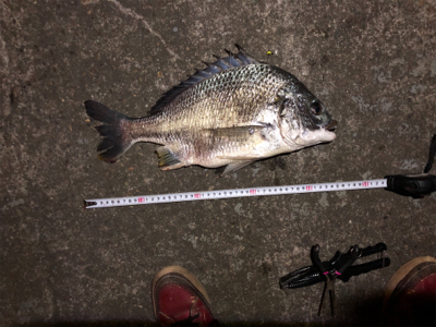 チヌ、キビレ、ハネ、ソイ