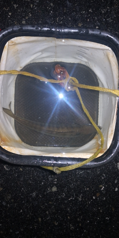 アジング練習 295