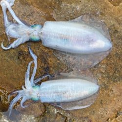 こんな所でアオリイカ!?