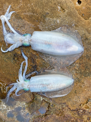 こんな所でアオリイカ!?