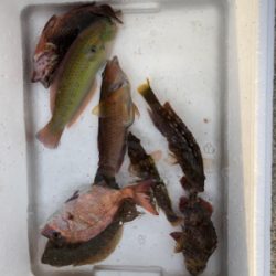 久しぶりの海釣り公園に来ました。