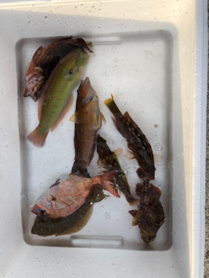 久しぶりの海釣り公園に来ました。