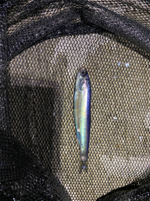 ベイトだらけでシーバスだらけアジング