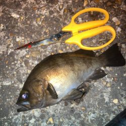 アジング　デイはジグ、ナイトはジグヘッド