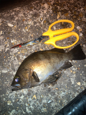 アジング　デイはジグ、ナイトはジグヘッド