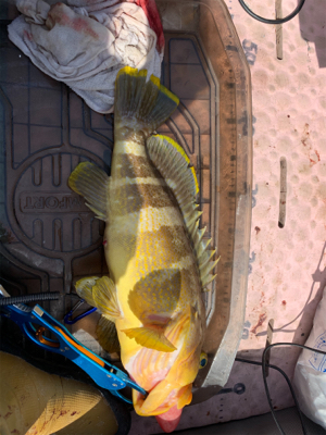 マイボートで大物ゲット!自己新記録!