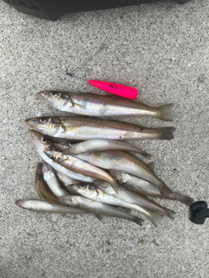 ちょーーい投げ