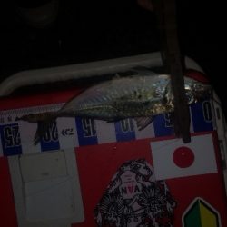 アジング練習　297