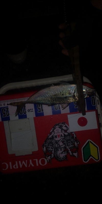 アジング練習　297