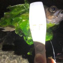 メバル最高❗️