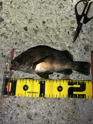 良型よく釣れます