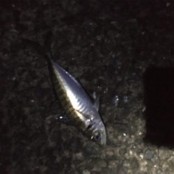 カゴ釣りでマアジがぽつぽつ