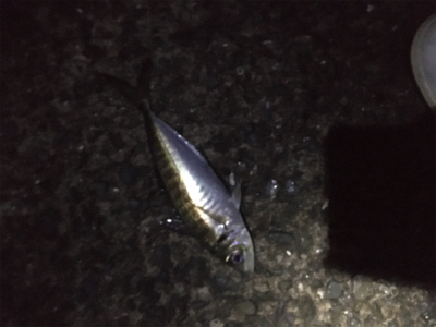 カゴ釣りでマアジがぽつぽつ