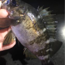 梅雨メバル始まる