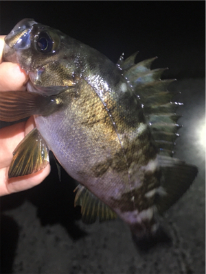 梅雨メバル始まる