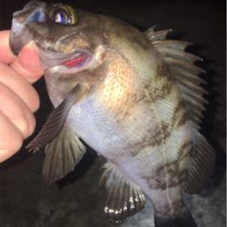 好調梅雨メバル