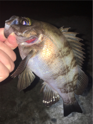 好調梅雨メバル