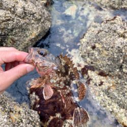 ロックフィッシュ