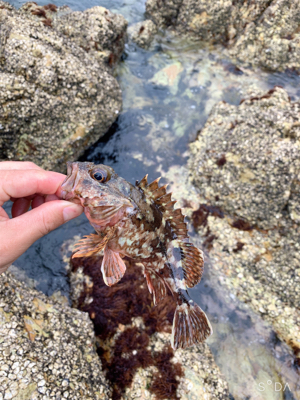 ロックフィッシュ