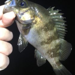 雨上がりのメバル