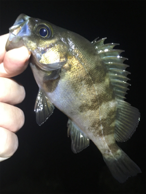 雨上がりのメバル