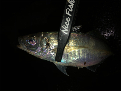 アジング＠南港