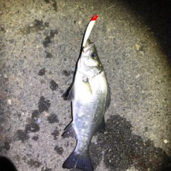 セイゴとヒラセイゴ