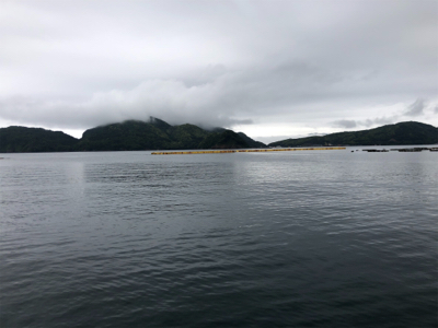 今年初エギング