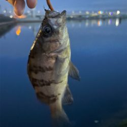 まだメバル全然いる!