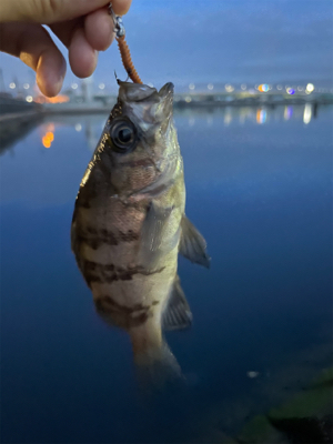 まだメバル全然いる!