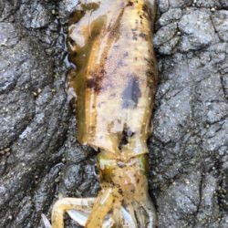 自分的に大漁(*゚∀゚*)