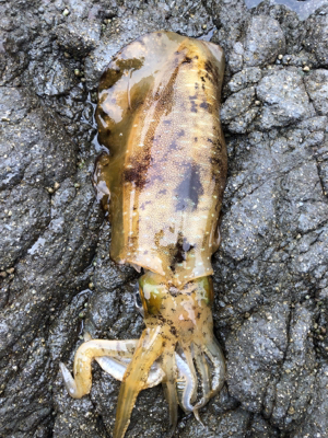 自分的に大漁(*゚∀゚*)