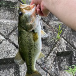 いつもの川にて