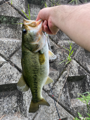 いつもの川にて